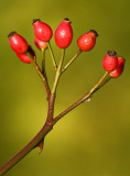 Rose Hips