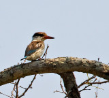 Brownhooded Kingfisher