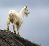 1-Jan-09 ... Kid Goat