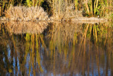 Frosty Morning Heron