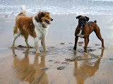 Beach Buddies