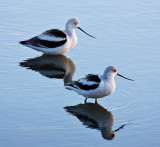 Avocets