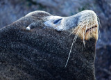 14-Jan-07 ... Snoozing Sea Lion