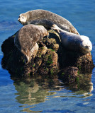 Harbour Seals