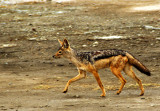 Silver-backed Jackal (Canis mesomelas)