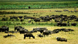 Ngorongoro Buffalo Herd