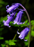 Bluebell