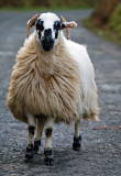 Mountain Sheep