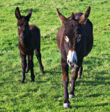 Mare & Foal