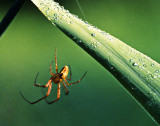 Spider