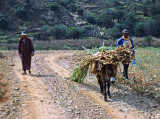 Working Donkey, Morocco