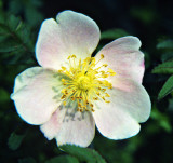 Blackberry Briar Flower