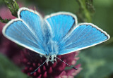 Common Blue Butterfly (Polyommatus icarus)