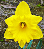 Daffodil