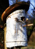 Bird Box