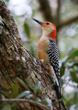 Red-bellied Woodpecker