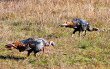 Wild Turkey