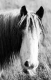 Hairy Horse