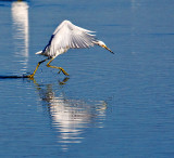 Snowy Egret