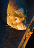 Sea-lion resting