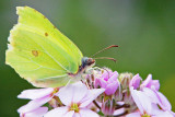 Brimstone Butterfly