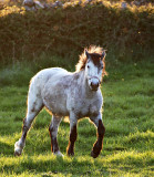Connemara Pony