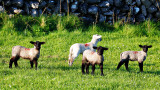 3 Black Lambs