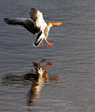Goose Landing