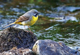 Grey Wagtail