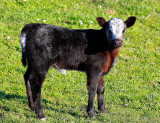 Young Calf