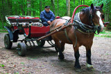 Białowieża Primaeval Forest