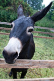 Black Mare