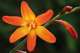 Montbretia