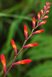 Lipstick Plant