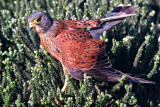 Rock Kestrel