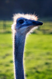 Ostrich Chick