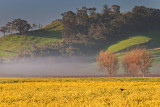 Foggy Morning