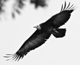 Vulture