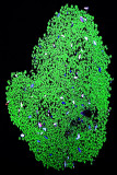 Duckweed