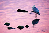 Dusk Fishing