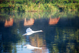 Foggy Reflections