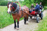 Horse-drawn Tour 2
