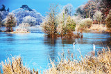 Frosty Morning
