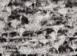 Abandoned Terraces
