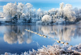 White Christmas 5