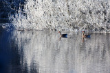 Wary Greylags