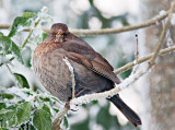 Cool Christmas Bird