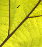 Teak Leaf