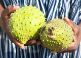 Soursop