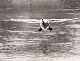 Swan Landing in Fog